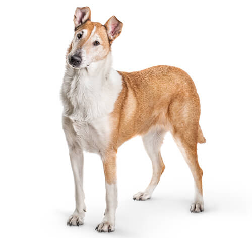 Smooth coat shop collies for sale